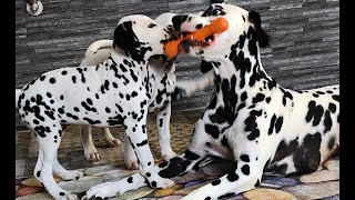 Dalmatian puppies and mom learning through play [upl. by Elianore]