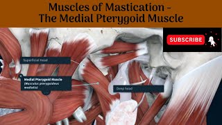 Medial Pterygoid Muscle  Origin  Insertion  Nerve Supply  Actions  Relations [upl. by Frederica709]