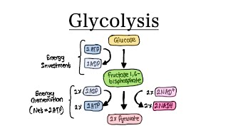 Glycolysis  MCAT Biochemistry [upl. by Ynaffital]