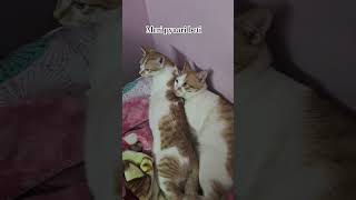 Unconditional love of fluffy for Marlow👶 trending  viral shorts catlover adoptnotshop pets [upl. by Auston]