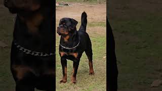 attack of the rottweiler dog in ownershorts [upl. by Alet]