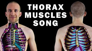 THE THORAX MUSCLE SONG [upl. by Schonfeld]