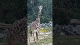 Zoo giraffes confused by guy in giraffe costume 😲 [upl. by Bolte]