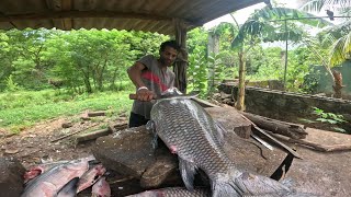 උඩවලවේ වැව් මාළු 😲 🐟 islandfishing Amazing Big Fish Cutting  SRI LANKA [upl. by Kallman]