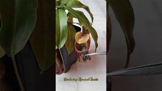 Feeding my Nepenthes a beautiful Moth 🦋 nepenthesplant pitcherplants carnivorousplants nepenthes [upl. by Leshia]