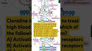 Clonidine is a drug used to treat high blood pressure by which of the following mechanisms [upl. by Zosima]