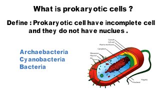 Prokaryotic cells and Eukaryotic cells  science class 9th [upl. by Damara]