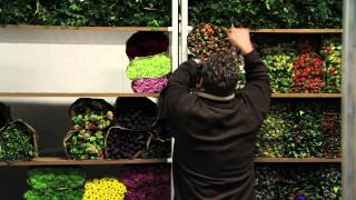 Promotiefilm G W Van Delft Bloemen en Planten Im en Export [upl. by Dygal]