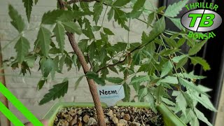 Neem amp Black Locust Pruning [upl. by Loesceke]