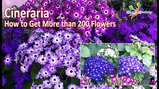 How to Grow Cineraria from seeds  Care of Cineraria Plants  Cineraria Open pollinated Seeds [upl. by Olds613]