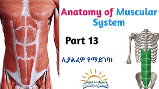 Anatomy of Muscular System Abdominal Muscles Interesting Video Lecture with Amharic SpeechPart 13 [upl. by Ardnekahs]