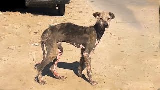 A a terrified thin dog with Very little Fur was very challenging to rescue [upl. by Altis]