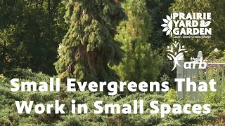 Small Evergreens That Work in Small Spaces  Ask the Arboretum Experts [upl. by Ybor]