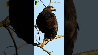 Águila solitaria  Buteogallus solitarius  Rapaces de Argentina [upl. by Attener]