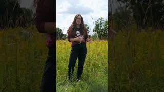 Big Bluestem Illinoiss State Grass [upl. by Nathanil]