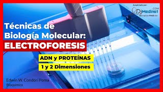 🔴 FUNDAMENTO DE LA ELECTROFORESIS DE ADN y PROTEÍNAS EN 1 y 2 DIMENSIONES 🔬🧬🧪 [upl. by Stoneman]