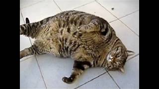 Fat Cats  CAT COMPILATION [upl. by Georgette]