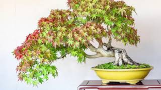 Small Bonsai Shows around Japan Autumn 2023 🇯🇵 [upl. by Luwana]