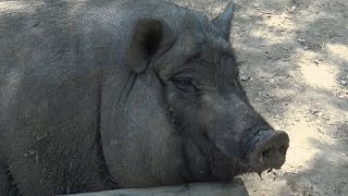 CRI de COCHON 🐖 COCHON qui CRIE  ferme pédagogique de Vendargues [upl. by Mercuri]