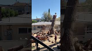 Massive Piece of Tree Accidentally Knocks Down Wall While Getting Cut  1524146 [upl. by Citron747]