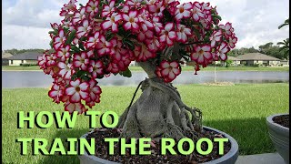 Adenium Desert Rose Bonsai  How to train the roots [upl. by Munford80]