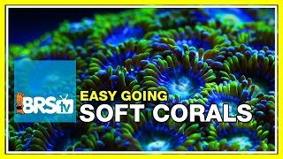 Week 35 SOFT CORALS Selection care and placement  52 Weeks of Reefing [upl. by Arita]