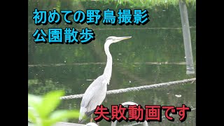 野鳥撮影失敗動画 [upl. by Yetsirhc]