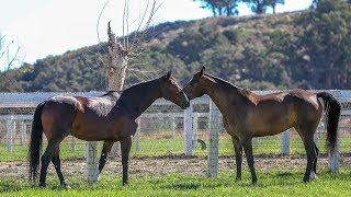 Odysseo Horses Enjoy a Vacation under the Californian Sun [upl. by Mayne97]