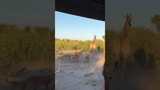 8 Lions Vs 1 Giraffe tourism wildlife africansafari africantourism animals safarilife [upl. by Petit93]