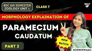 Morphology of Paramecium Caudatum  Paramecium Structure 🔥 Protozoa to Coelentrate [upl. by Assek]