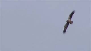 Bald Eagle vs Turkey Vulture [upl. by Frech601]