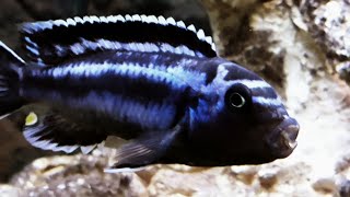 Electric Blue Johanni cichlid Aggressive Malawi Mbuna 4k [upl. by Rahel]