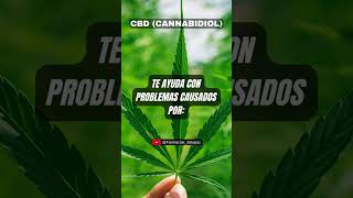 quotBeneficios del CBD Cannabidiol para tu Salud Guía Gratis Aquíquot 58 [upl. by Anes]