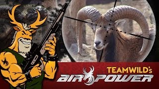 EXTREME Airgun Hunting  Mouflon Ram with the Benjamin Rogue [upl. by Pape]