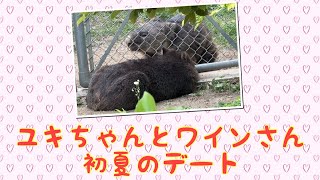 【wombat】ユキちゃんとワインさん、初夏のデート☆Early summer date [upl. by Anilac]