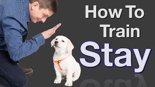 How to Teach your Dog to Stay in 3 Steps Force Free [upl. by Lemhaj]