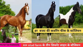 Stallions of AH Stud farm  Basni  Udaipur Stallion  RAJA  YODHA MUBARAK 8605666555 [upl. by Wattenberg]