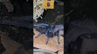 Vogelspinnen Hört gut zu🤫spinne tarantulas [upl. by Siva]