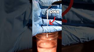 Strawberry DNA Under Microscope microbiology [upl. by Ennovyhs237]