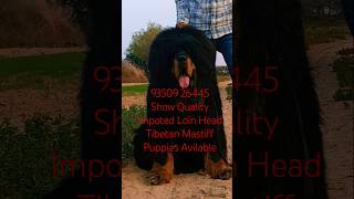 Tibetan Mastiff India BestDogsDealsIndia [upl. by Sonya]