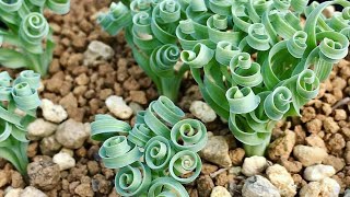 Albuca spiralis dan Albuca concordiana [upl. by Azriel]