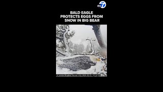 Bald eagle protects eggs from Big Bear snow [upl. by Kristopher]