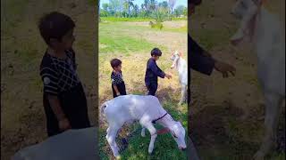 Bakra Eid Song 🐐🐐🐐🐐youtubeshorts viral trending feedshorts [upl. by Ede59]