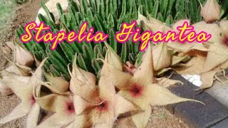 STAPELIA GIGANTEA  amazing plant with big flowers [upl. by Nylrebma]