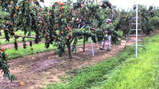 Romagnoli Farms Takes You in the Peach Orchard [upl. by Ohs]