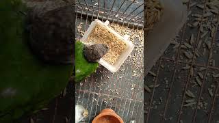 YellowSided Green Cheek Conure [upl. by Rhianna]