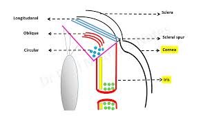 Introduction to the cholinergic system [upl. by Fasta]