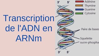 Transcription de lADN  Séquence complémentaire ARNm et acides aminés expliqués [upl. by Kinsley]