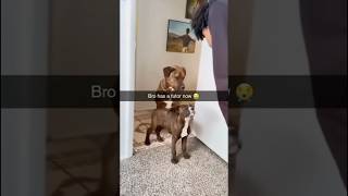 old dog taught my boxer puppy to sit 🥹🐾 funny shorts [upl. by Yhtuv]