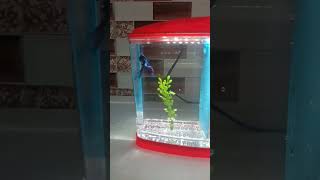 beautiful Betta fish new tank setup [upl. by Xanthe]